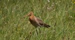 Rycyk, szlamik rycyk (Limosa limosa)