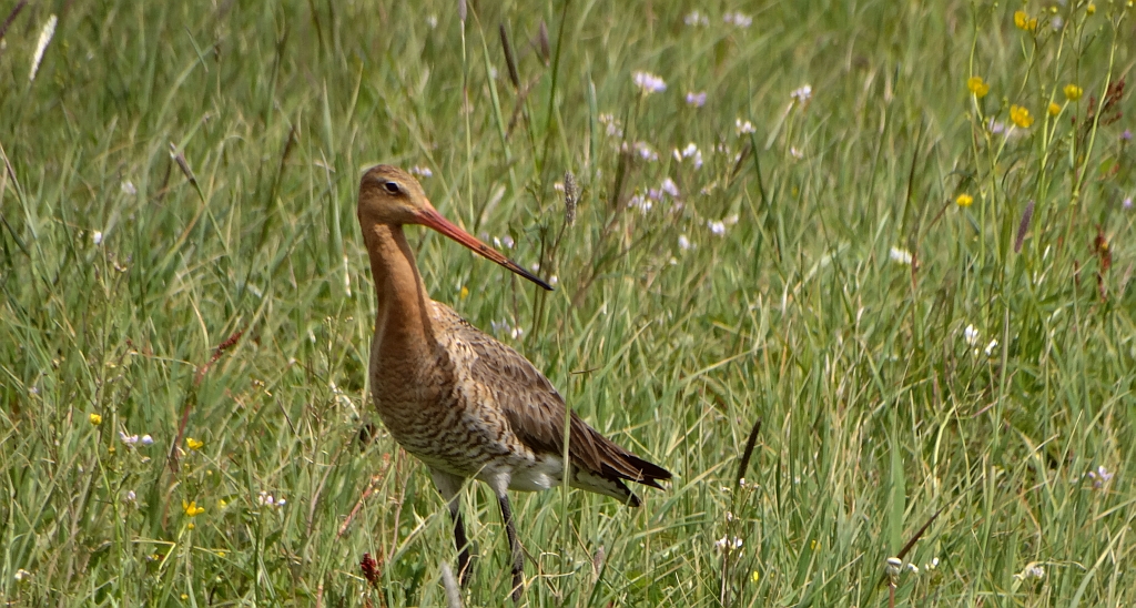 Rycyk, szlamik rycyk (Limosa limosa)