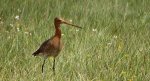Rycyk, szlamik rycyk (Limosa limosa)