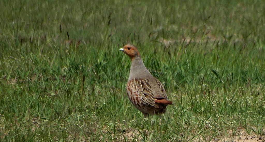 Kuropatwa zwyczajna, kuropatwa (Perdix perdix)