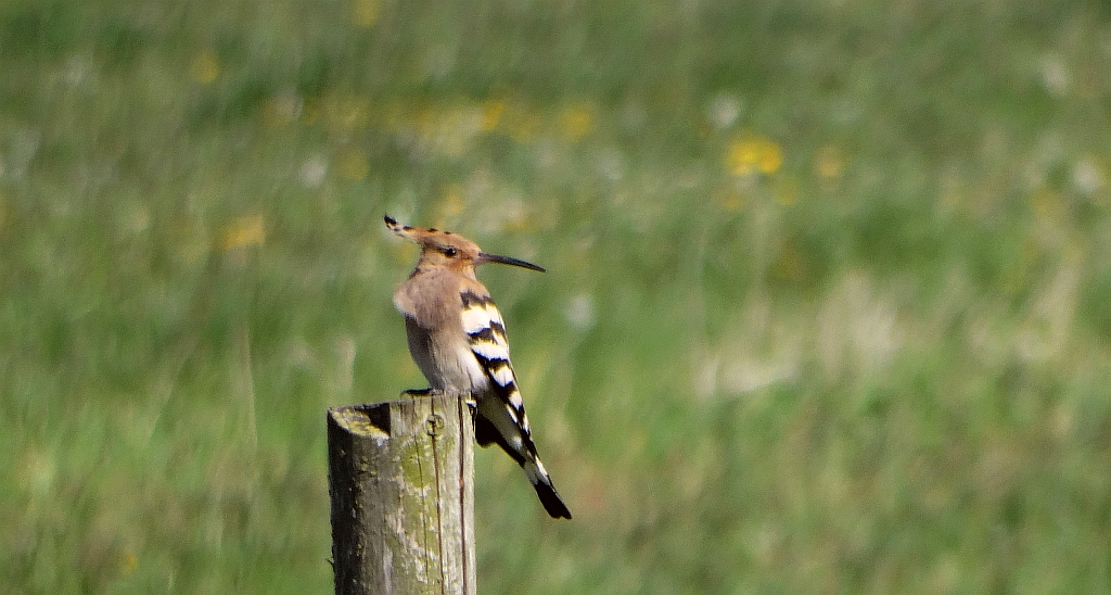Dudek, dudek zwyczajny (Upupa epops)