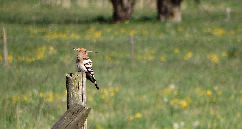 Dudek, dudek zwyczajny (Upupa epops)