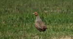 Kuropatwa zwyczajna, kuropatwa (Perdix perdix)