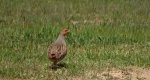 Kuropatwa zwyczajna, kuropatwa (Perdix perdix)