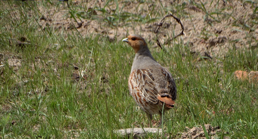 Kuropatwa zwyczajna, kuropatwa (Perdix perdix)