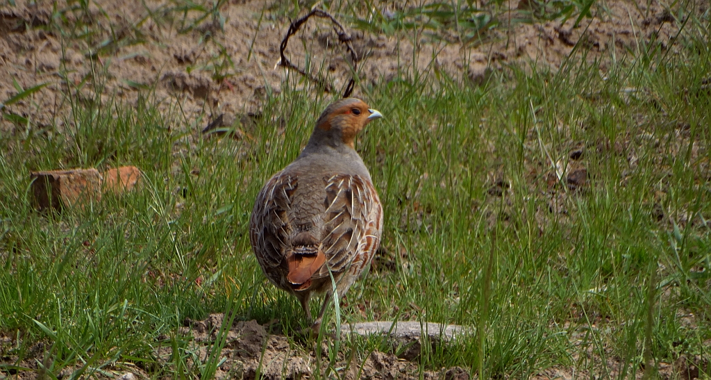 Kuropatwa zwyczajna, kuropatwa (Perdix perdix)