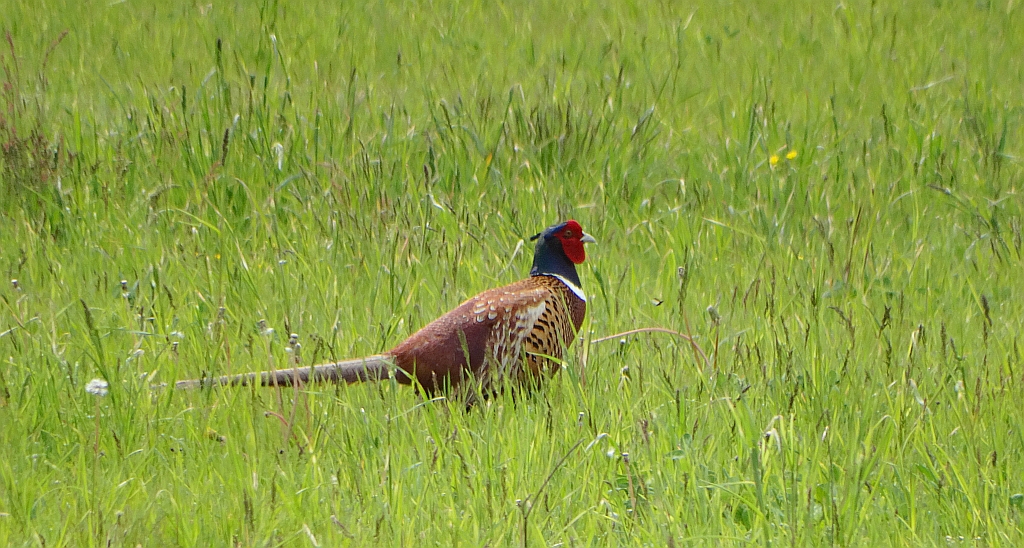 Bażant zwyczajny, bażant szlachetny, bażant łowny, bażant, bażant pospolity (Phasianus colchicus)