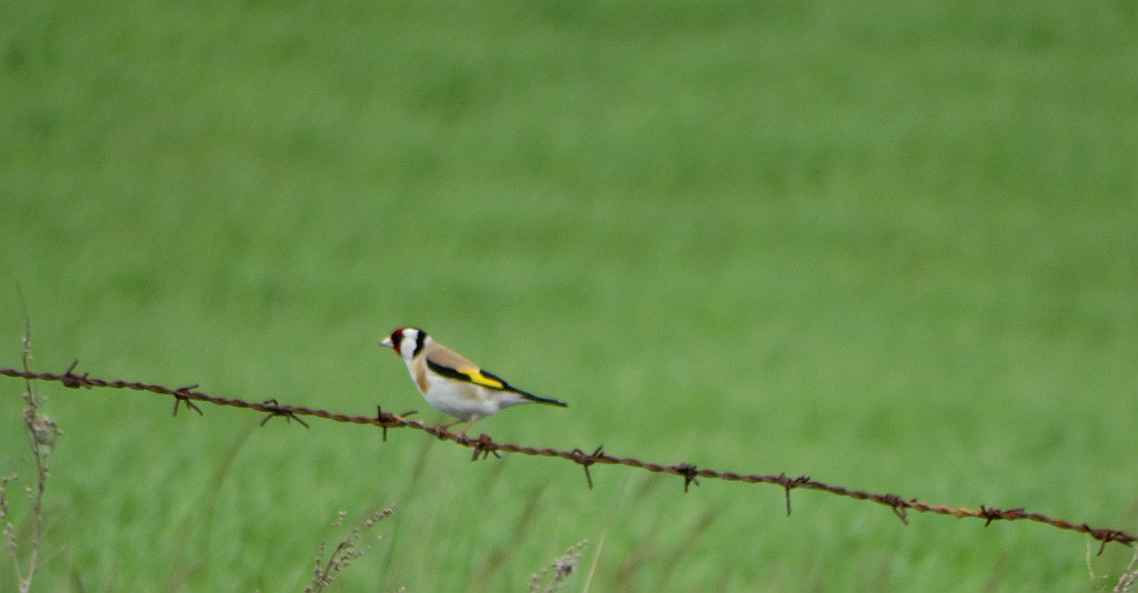 Szczygieł (Carduelis carduelis)