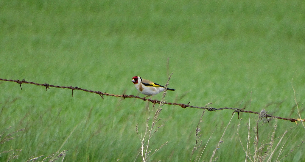 Szczygieł (Carduelis carduelis)