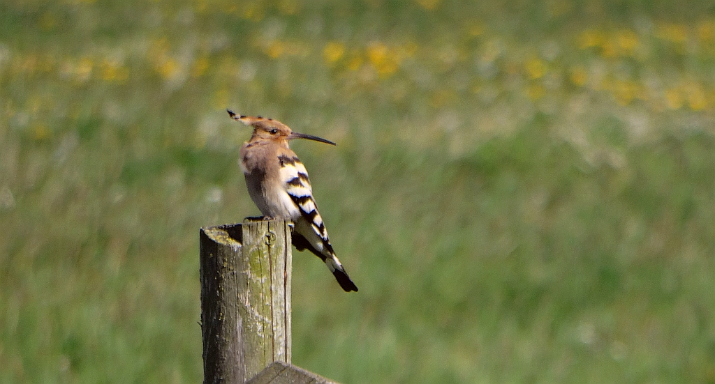 Dudek, dudek zwyczajny (Upupa epops)