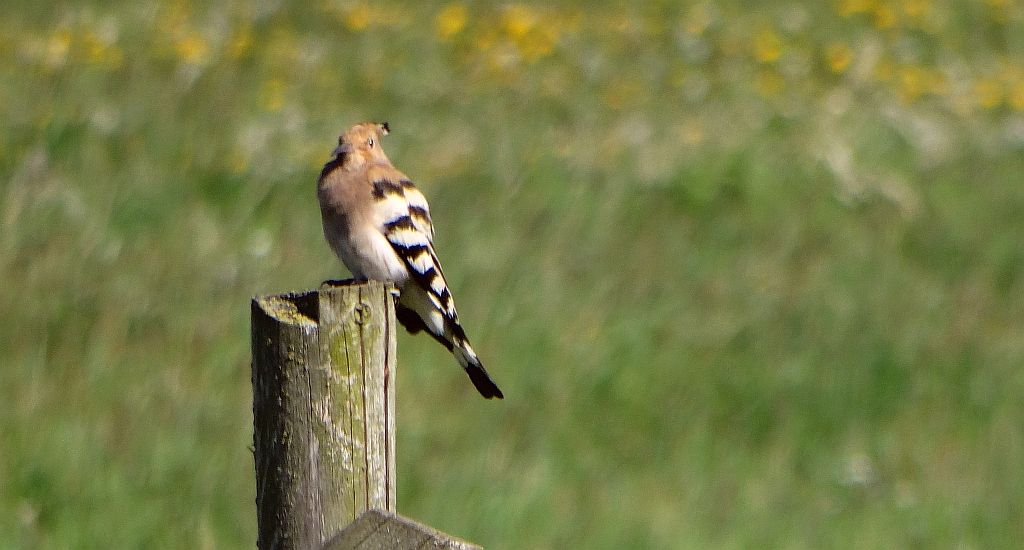 Dudek, dudek zwyczajny (Upupa epops)