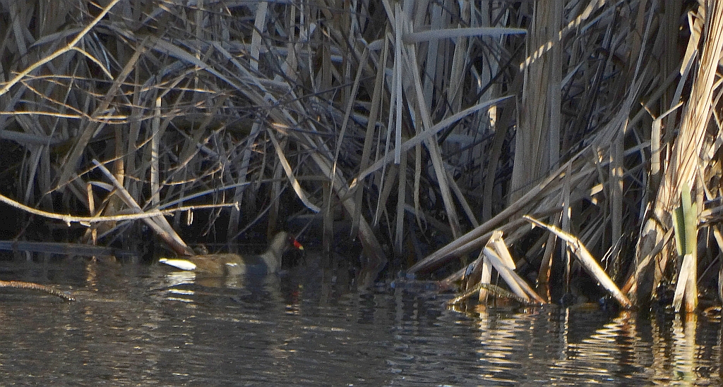 Kokoszka zwyczajna, kokoszka, kokoszka wodna, kurka wodna (Gallinula chloropus)