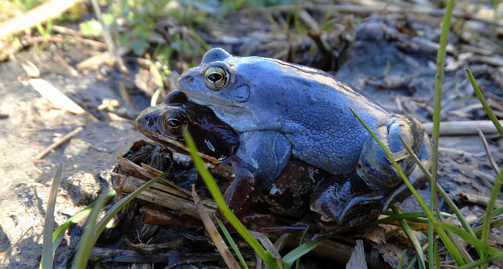 Żaba moczarowa (Rana arvalis)