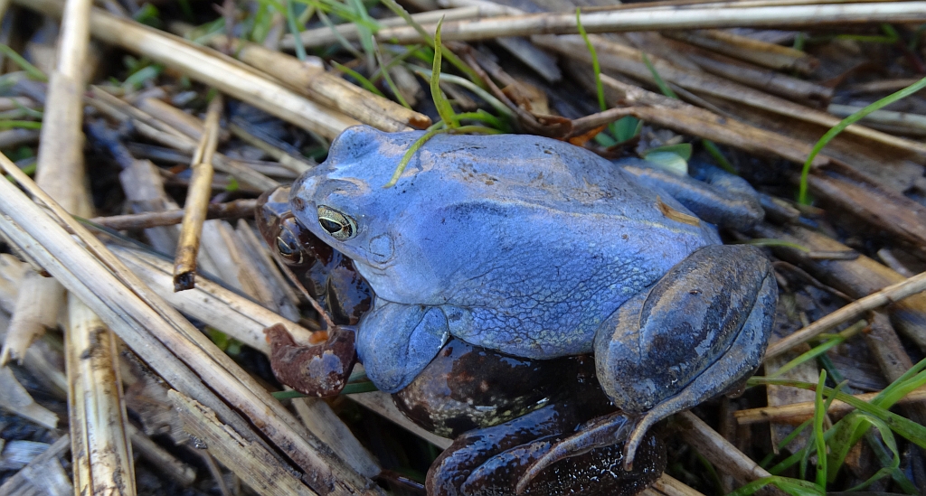 Żaba moczarowa (Rana arvalis)