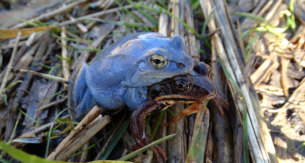 Żaba moczarowa (Rana arvalis)