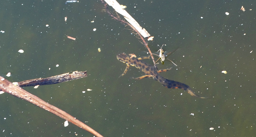 Traszka zwyczajna (Lissotriton vulgaris)