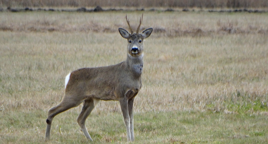 Sarna (Capreolus capreolus)