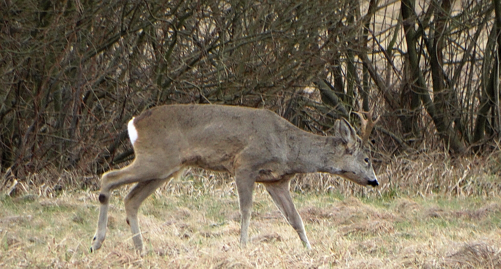 Sarna (Capreolus capreolus)