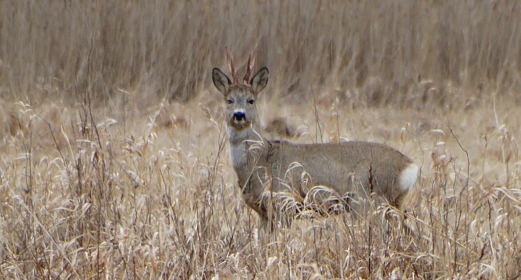 Sarna (Capreolus capreolus)