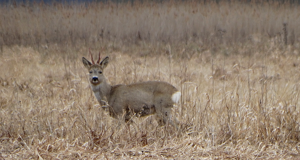 Sarna (Capreolus capreolus)