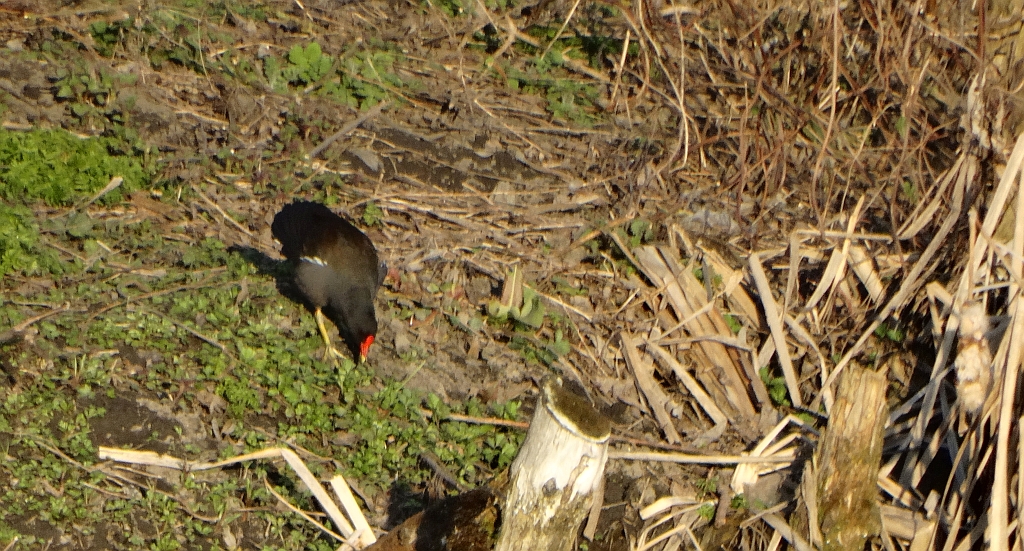 Kokoszka zwyczajna, kokoszka, kokoszka wodna, kurka wodna (Gallinula chloropus)