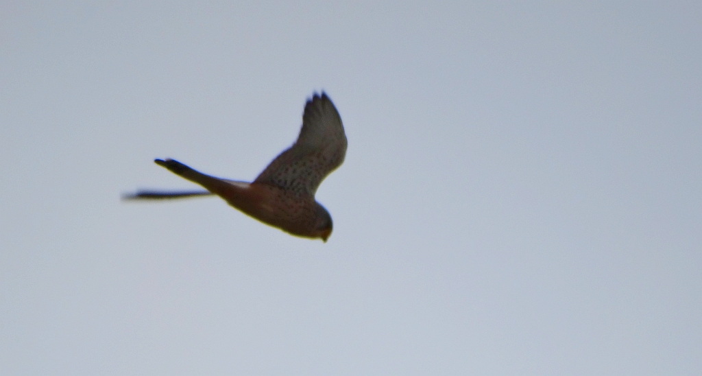 Pustułka zwyczajna, pustułka, sokół pustułka (Falco tinnunculus)
