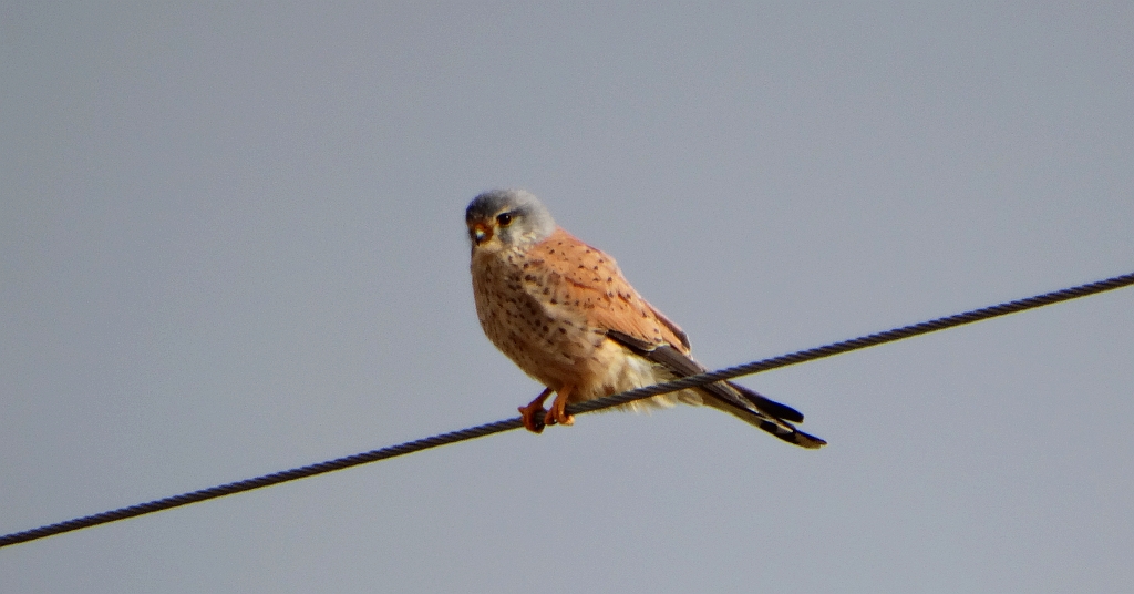 Pustułka zwyczajna, pustułka, sokół pustułka (Falco tinnunculus)