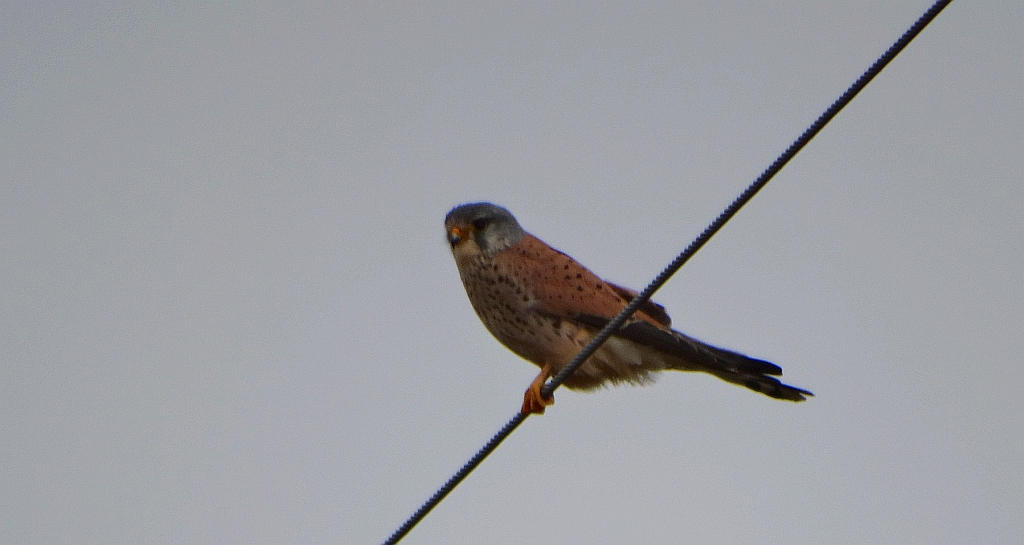 Pustułka zwyczajna, pustułka, sokół pustułka (Falco tinnunculus)