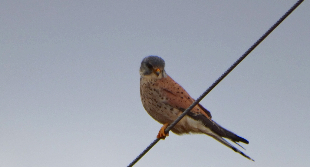 Pustułka zwyczajna, pustułka, sokół pustułka (Falco tinnunculus)