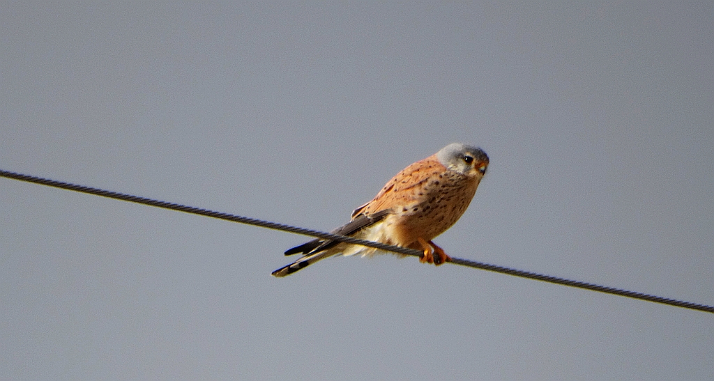 Pustułka zwyczajna, pustułka, sokół pustułka (Falco tinnunculus)