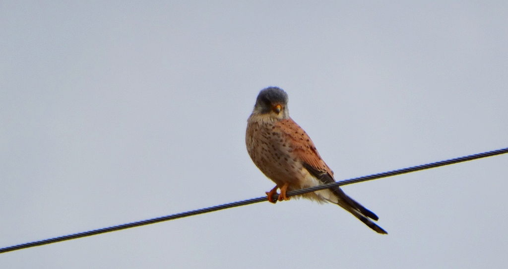 Pustułka zwyczajna, pustułka, sokół pustułka (Falco tinnunculus)