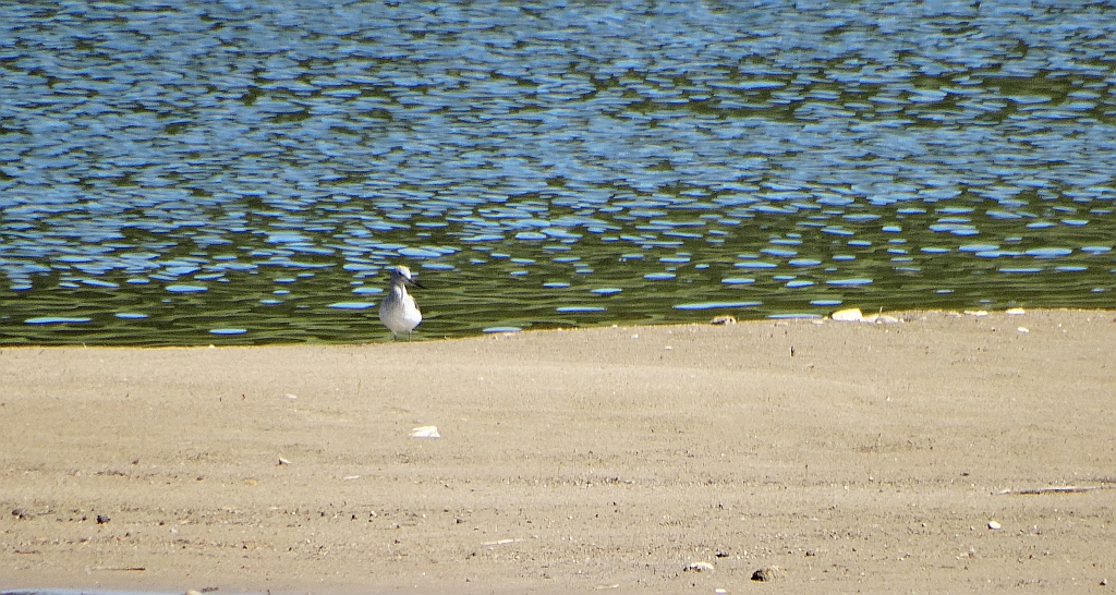 Kwokacz, brodziec kwokacz (Tringa nebularia)