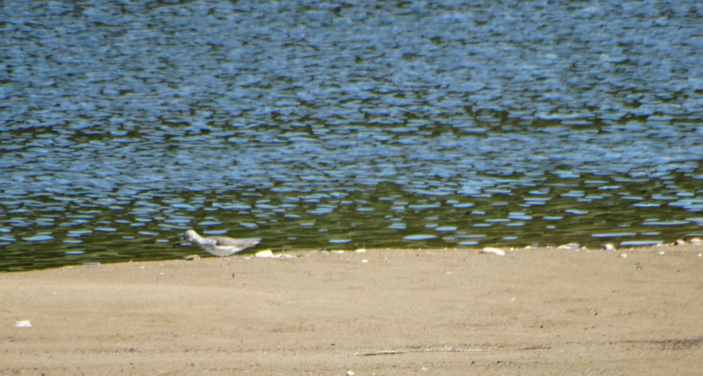 Kwokacz, brodziec kwokacz (Tringa nebularia)