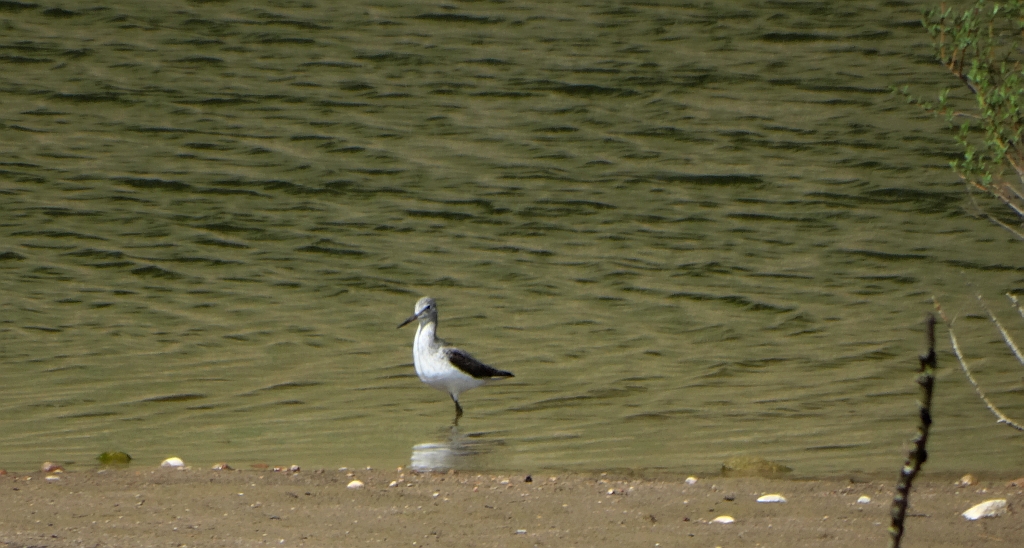 Kwokacz, brodziec kwokacz (Tringa nebularia)