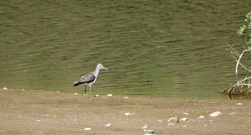 Kwokacz, brodziec kwokacz (Tringa nebularia)