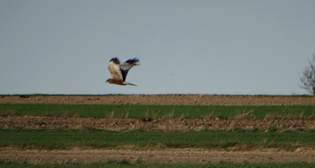 Błotniak stawowy (Circus aeruginosus)