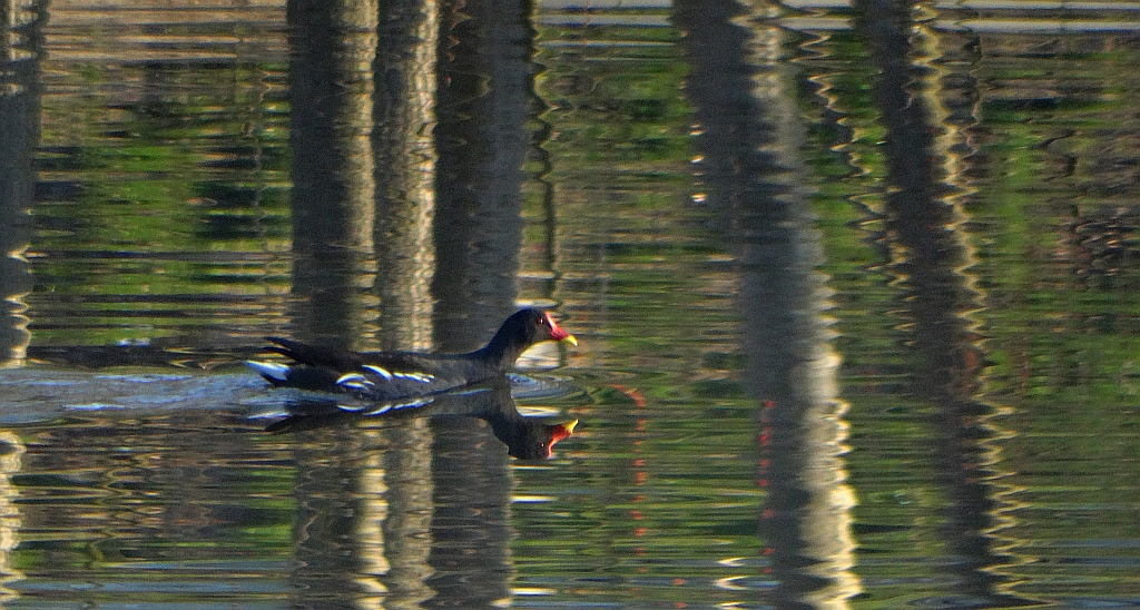 Kokoszka zwyczajna, kokoszka, kokoszka wodna, kurka wodna (Gallinula chloropus)