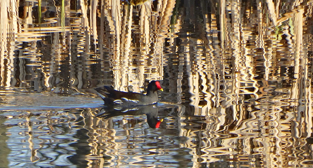 Kokoszka zwyczajna, kokoszka, kokoszka wodna, kurka wodna (Gallinula chloropus)
