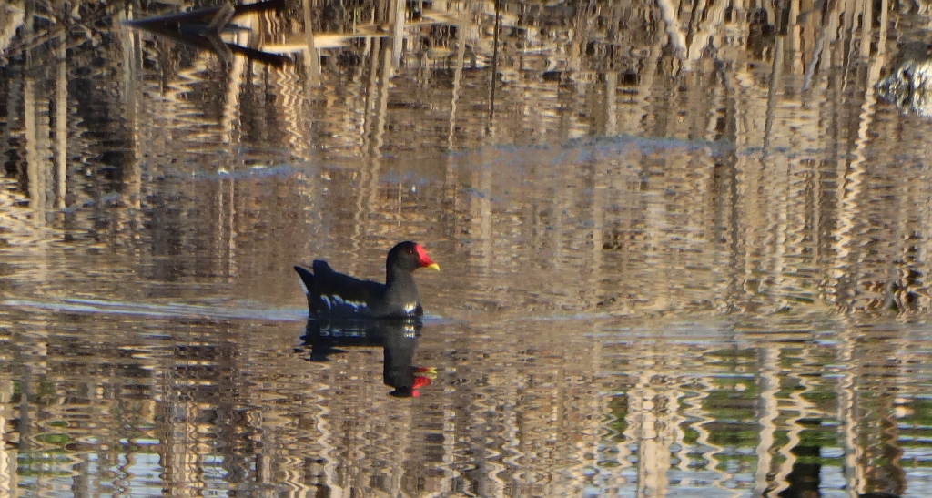 Kokoszka zwyczajna, kokoszka, kokoszka wodna, kurka wodna (Gallinula chloropus)