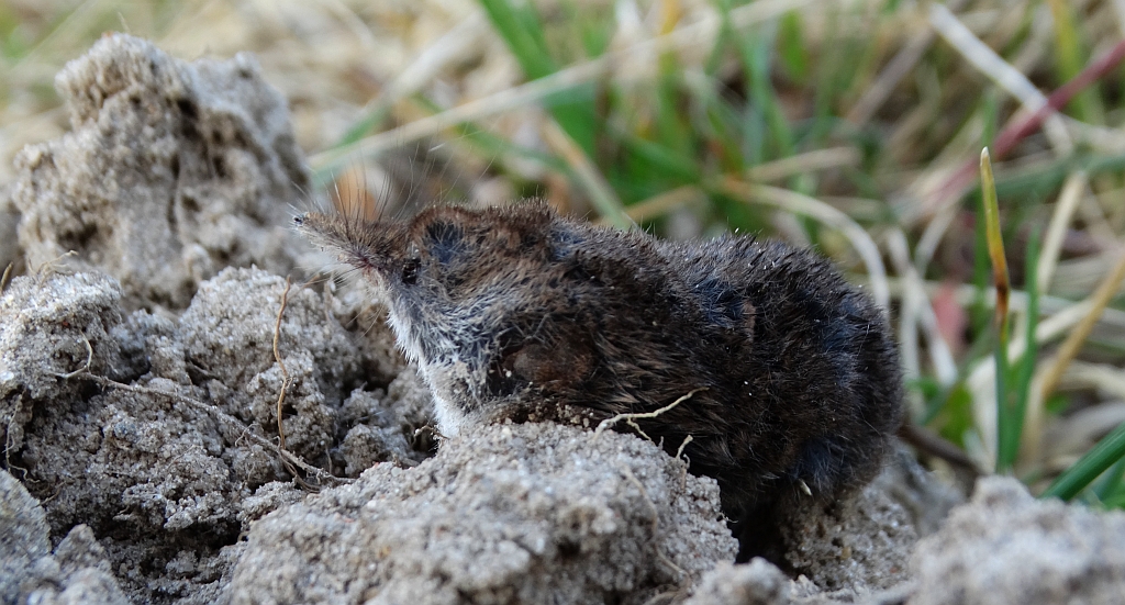 Ryjówka aksamitna (Sorex araneus)