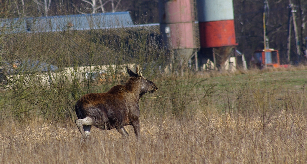Łoś (Alces alces)