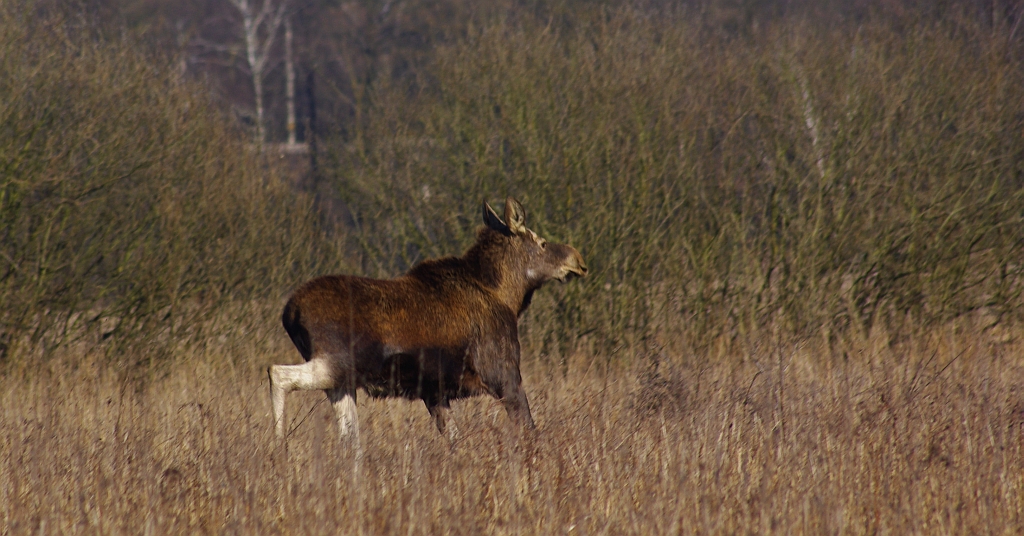 Łoś (Alces alces)
