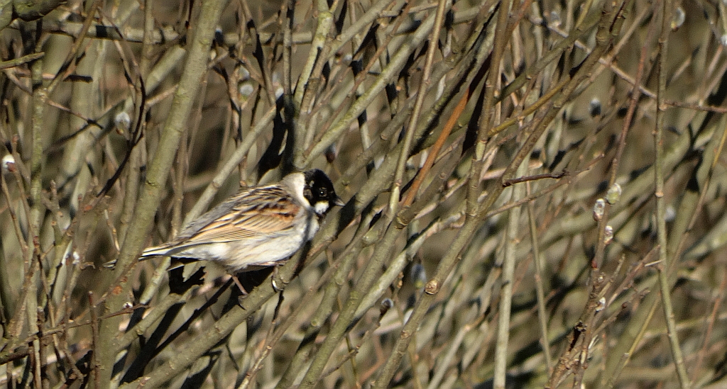 Potrzos zwyczajny, potrzos (Emberiza schoeniclus)