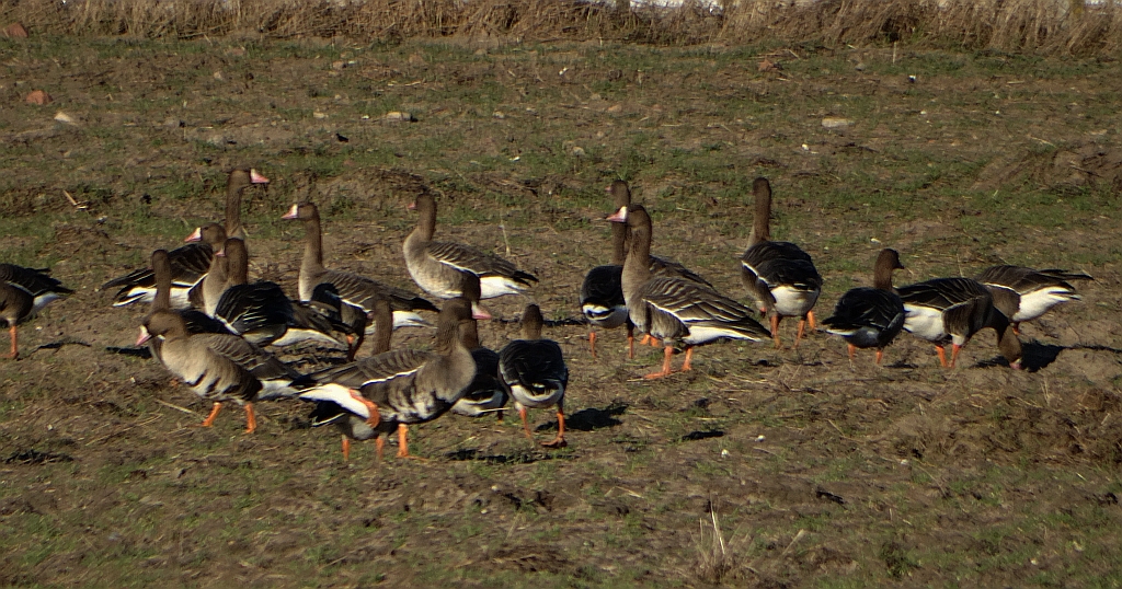 Gęś białoczelna, gęś białoczółka (Anser albifrons)