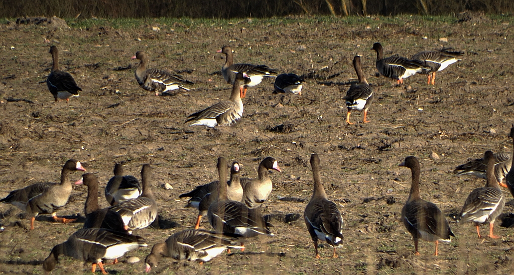 Gęś białoczelna, gęś białoczółka (Anser albifrons)