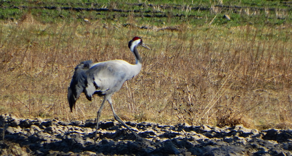 Żuraw zwyczajny, żuraw, żuraw popielaty, żuraw szary (Grus grus)