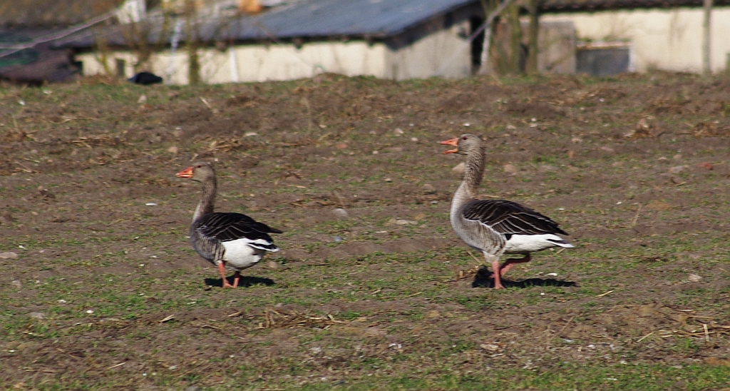 Gęgawa, gęś gęgawa (Anser anser)