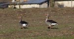 Gęgawa, gęś gęgawa (Anser anser)