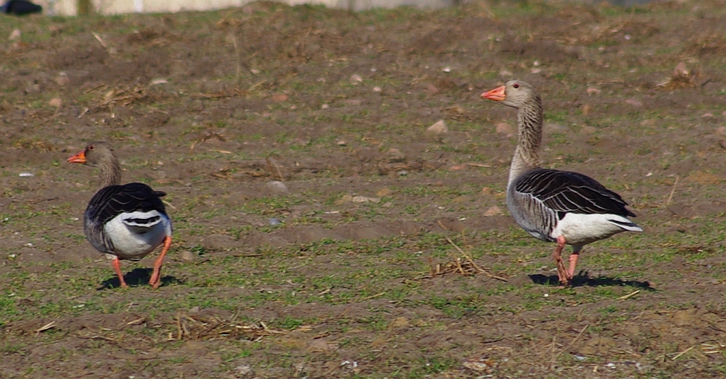 Gęgawa, gęś gęgawa (Anser anser)