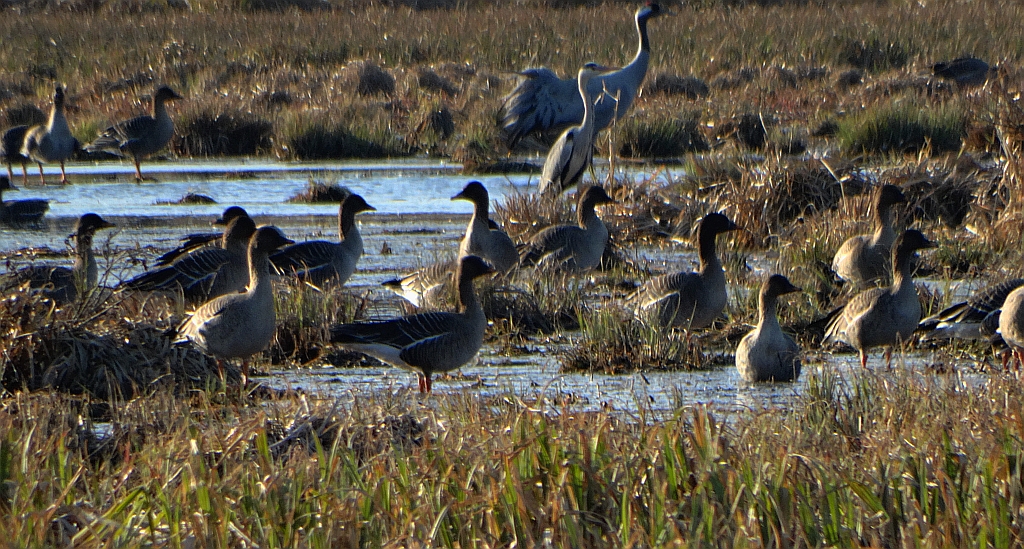 Gęś zbożowa, posiewnica (Anser fabalis)